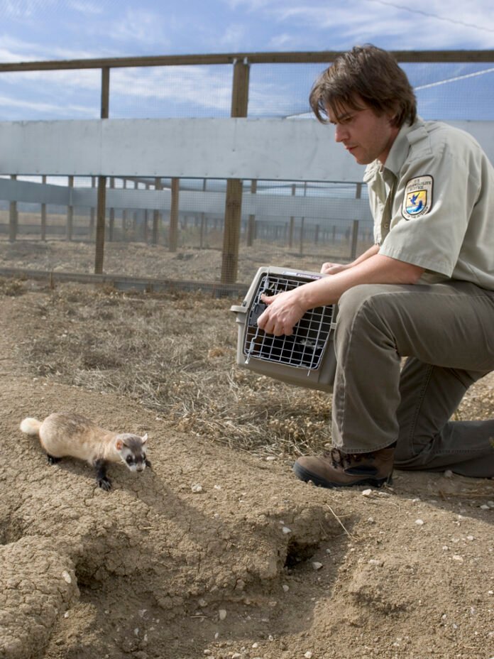 Black Footed Ferret (Mustela nigripes)